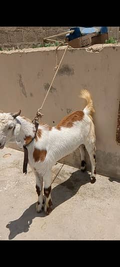 2 Dant Bakra for sale in reasonable price