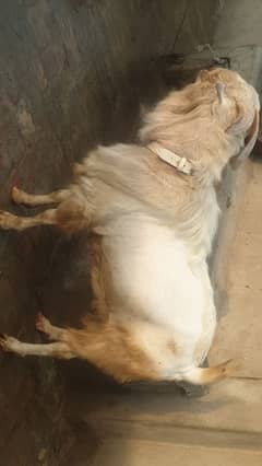 qurbani