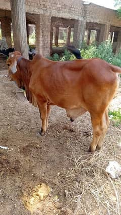 Qurbani ka liya bachra