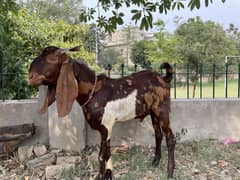 chatra/sheep/bakra/kajla