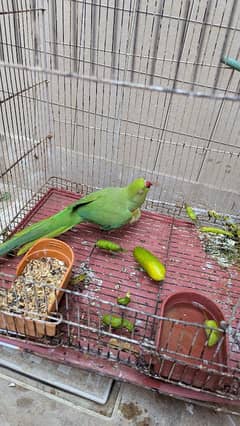 Talking Parrot