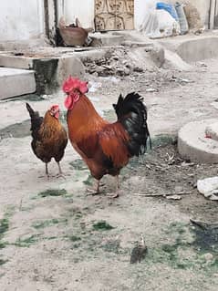 Beautiful Golden Misri pair for sale urgently