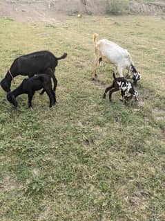 Goat For sell