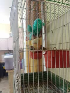finches sale