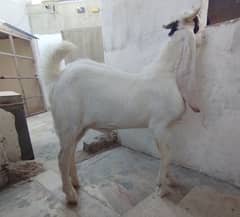 Gulabi Bakra | Goat | 2 Daant | Two Dant | Qurbani 2025 | Karachi