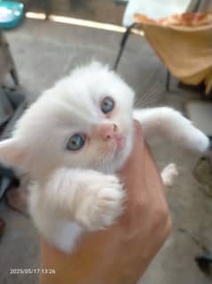 Fluffy White Persian Kitten with Blue Eyes for Sale Cute & Healthy