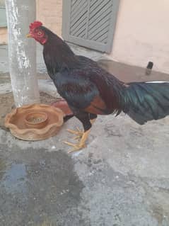 black peshori