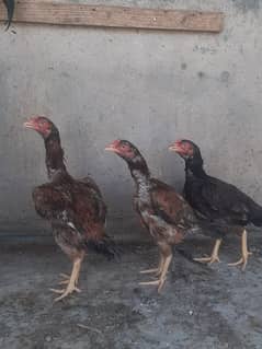 3 pure aseel pathian
