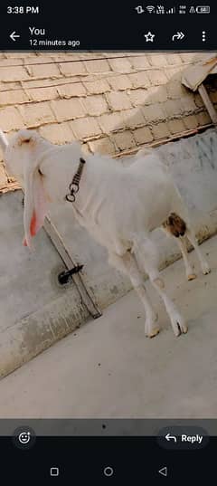 Bakra