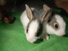 A pair of bunny