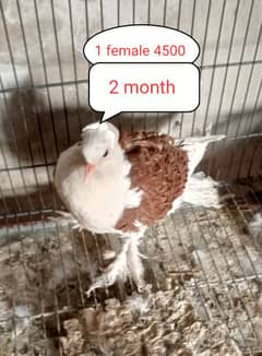 Fancy pigeons | Jacobin | German beauty | frill back | nun | danish