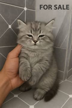 Pair of Persian cat for sale