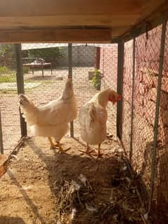 urgent sale, 2000 each hen