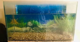 Fish Aquarium > Read add