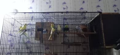 Budgie Breader Pair for sale