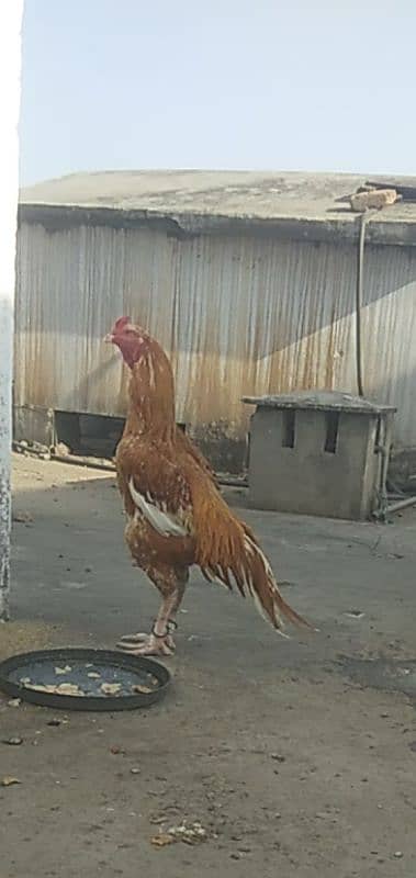 Aseel murga for sale 0