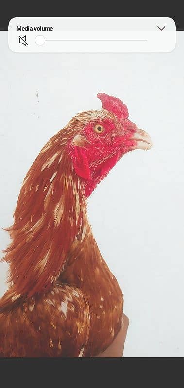 Aseel murga for sale 1