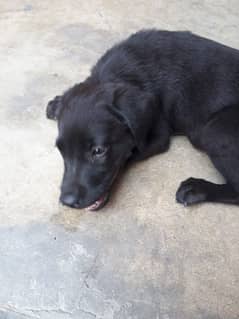 Labrador baby bitch age 3month