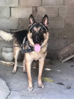 German Shepherd