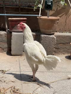 Heera Aseel rooster for Sale