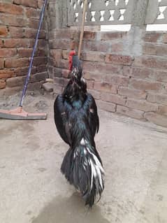 lasani mushka aseel