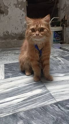Persian Cat | Triple Coat kitten | Cat for sale