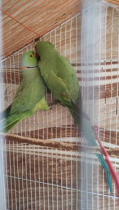 parrot