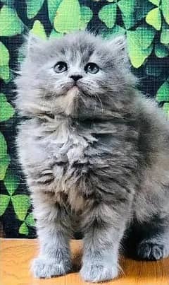 persian cat kitten tripple coat