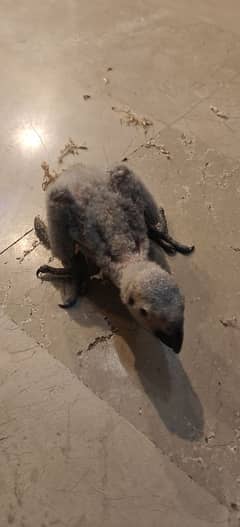 African Gray Baby