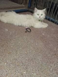 Persian cats both are for sale just only 20k(