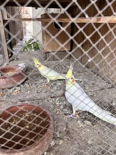 Cocktail breeder pair for sale