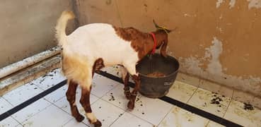 qurbani k bakray available for sale