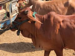 Cow Available Qurbani 2025 2 dant Goal Matol