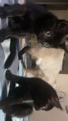 Female kittens