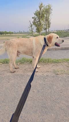 Dog