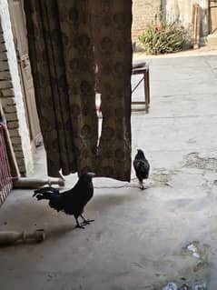 ayam cemani pair for sale urgent