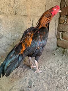 Lakha Aseel patha available for sale