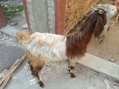 qurbani ke liye bakra avalible ha