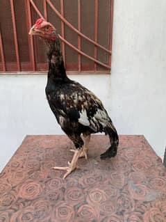 Aseel java patha available for sale