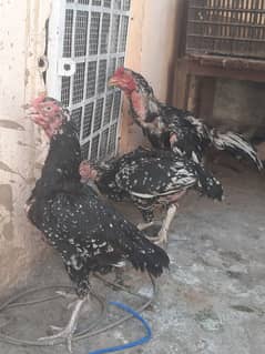 High Class Aseel cheene eggs available for sale 03457795157