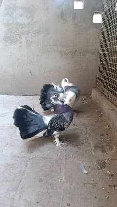 lucky pair