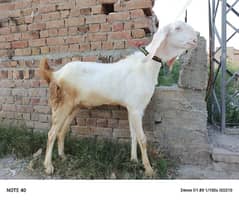 Pure Rajanpuri Bakra Paka Dawanda Hai
