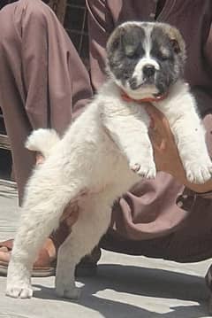 king Alabai dabal hadi male security dog Havey bone for sale