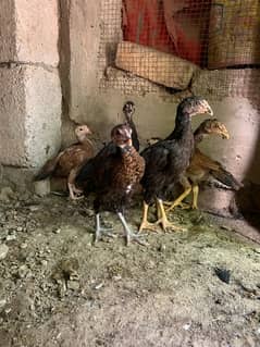 Aseel chiks available for sale