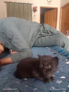 kitten for sale