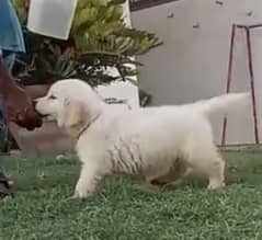 Pedigreed Golden Retriever Puppies