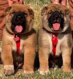king Turkish kangal pair dabal hadi security dog for sale