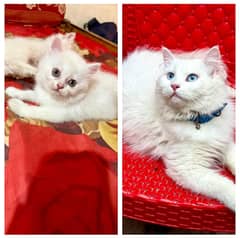 Cats male or female