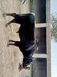 Black Heavy Weight Bull