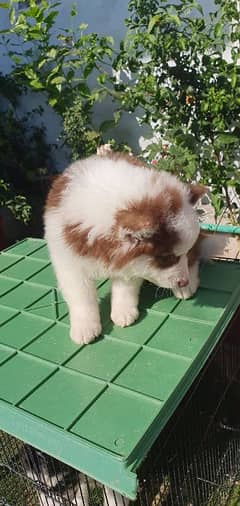 Husky